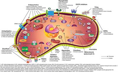 Drug Repositioning in Glioblastoma: A Pathway Perspective